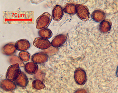 Descomyces