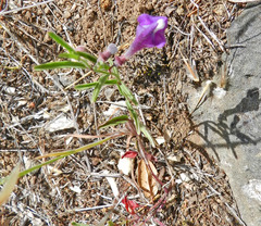 Scutellaria siphocampyloides