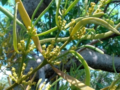 Phoradendron bolleanum