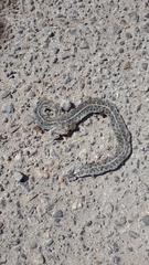 Thamnophis marcianus