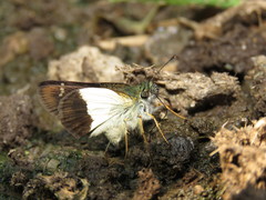 Dalla dimidiatus