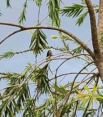 Trochilidae