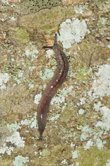 Pallifera dorsalis