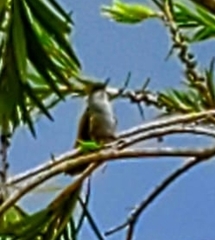 Trochilidae