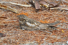 Chordeiles gundlachii