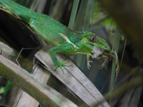 Cuban Tree Frog photographed in Florida
