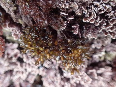Mazzaella affinis