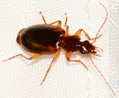 Cymindis limbata