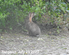 Lepus coreanus