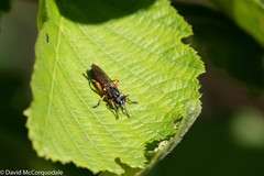 Laphria sadales