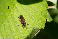 Laphria sadales