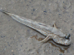 Periophthalmus chrysospilos