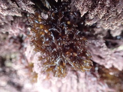 Mazzaella affinis