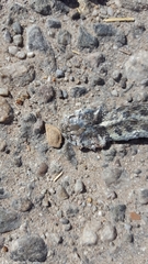 Thamnophis marcianus