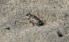 Cicindela bellissima