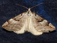 Aplocera praeformata