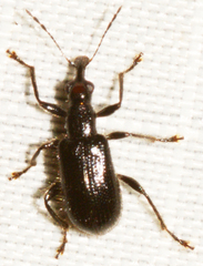 Eugnamptus angustatus