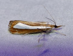 Catoptria pyramidellus