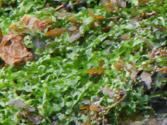 Ulvaceae