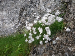 Dianthus spiculifolius