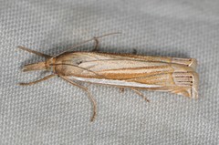 Crambus laqueatellus
