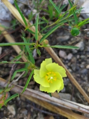 Cienfuegosia yucatanensis