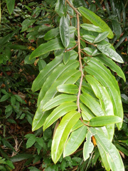 Diospyros argentea