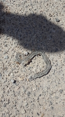 Thamnophis marcianus