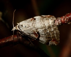 Aplocera praeformata