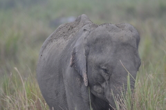 Elephas maximus indicus
