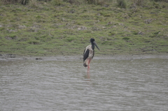 Ephippiorhynchus asiaticus