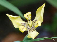 Trimezia steyermarkii