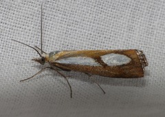 Catoptria conchella