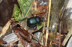 Phelotrupes auratus