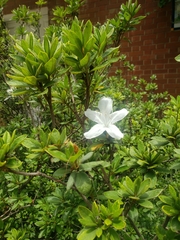 Rhododendron