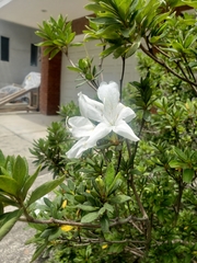 Rhododendron