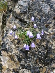 Campanula cochleariifolia