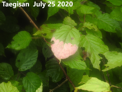 Actinidia kolomikta
