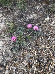 Coryphantha macromeris runyonii