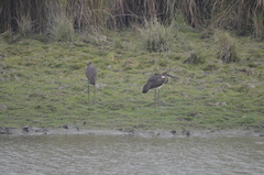 Ephippiorhynchus asiaticus