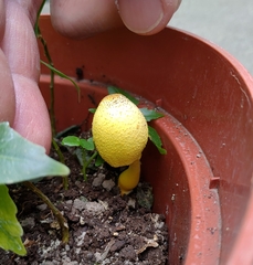 Leucocoprinus