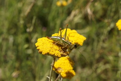 Poecilimon macedonicus