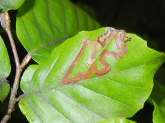 Stigmella hemargyrella