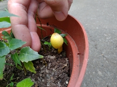 Leucocoprinus