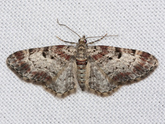Eupithecia mutata