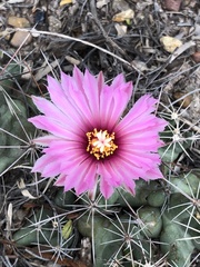 Coryphantha macromeris runyonii