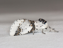 Furcula scolopendrina