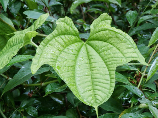 Dioscorea sansibarensis