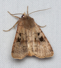 Diarsia esurialis