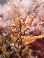 Sargassum horneri